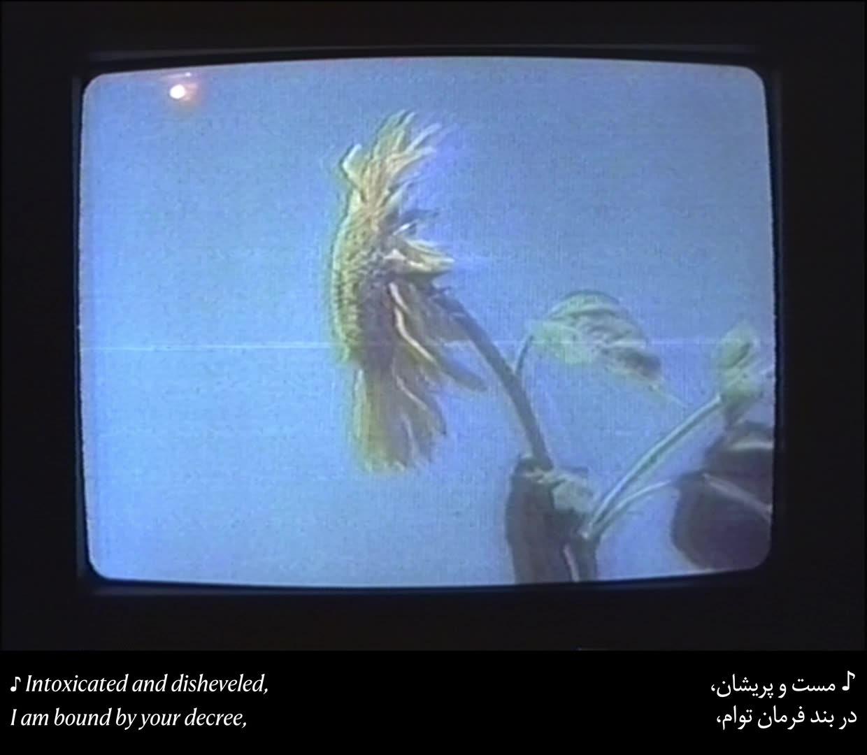 Film still: a yellow flower on a CRT television screen, subtitled "Intoxicated and disheveled, I am bound by your decree"
