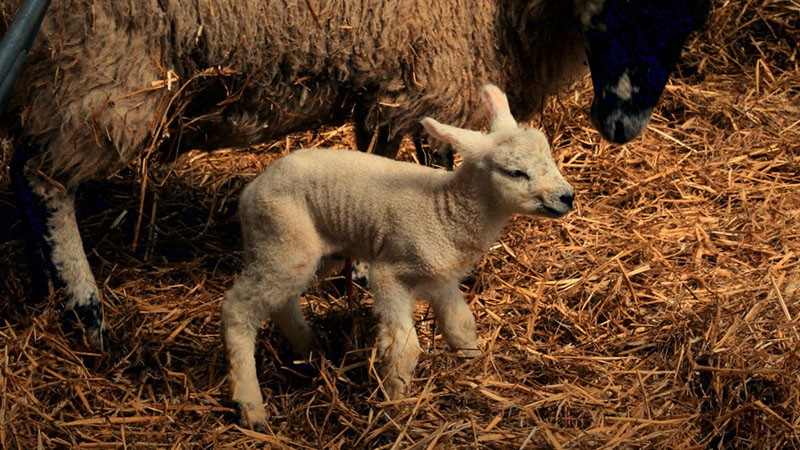 Film still: a newborn lamb on straw beside a ewe in a barn
